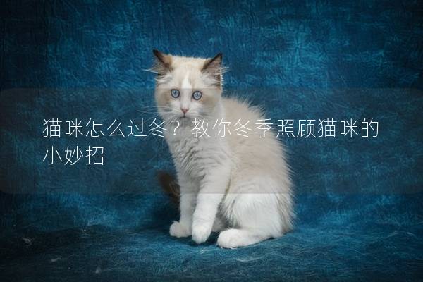 猫咪怎么过冬？教你冬季照顾猫咪的小妙招