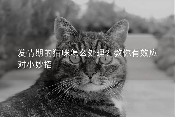 发情期的猫咪怎么处理？教你有效应对小妙招