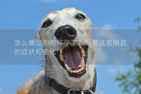 怎么确定狗狗怀孕了？观察这些明显的症状和变化