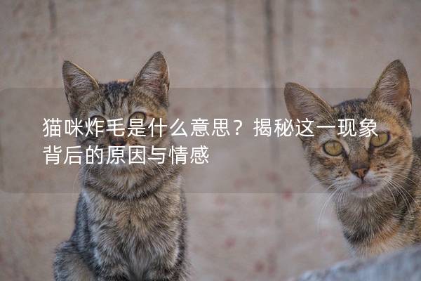 猫咪炸毛是什么意思？揭秘这一现象背后的原因与情感