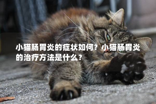 小猫肠胃炎的症状如何？小猫肠胃炎的治疗方法是什么？