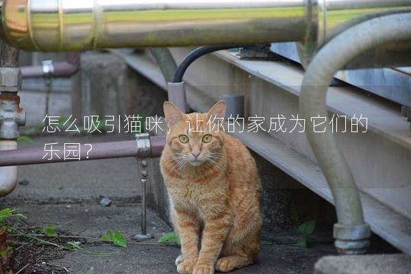 怎么吸引猫咪，让你的家成为它们的乐园？