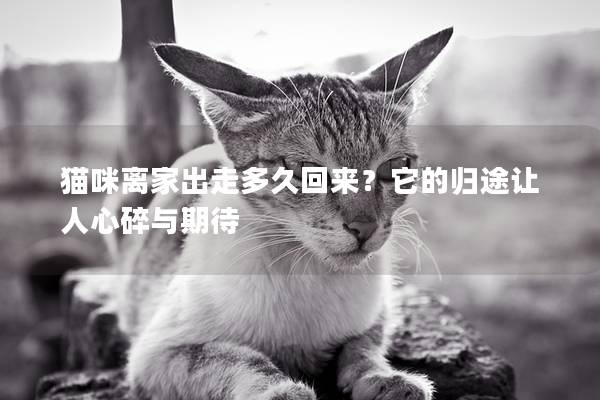 猫咪离家出走多久回来？它的归途让人心碎与期待