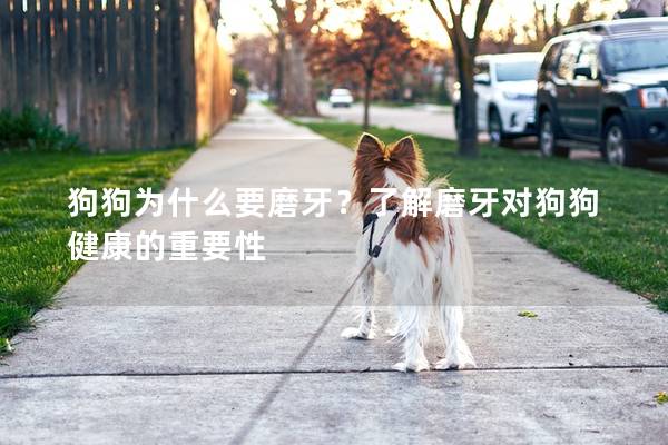 狗狗为什么要磨牙？了解磨牙对狗狗健康的重要性