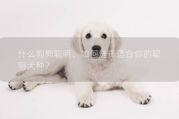 什么狗狗聪明，如何选择适合你的聪明犬种？