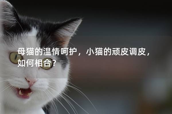 母猫的温情呵护，小猫的顽皮调皮，如何相合？