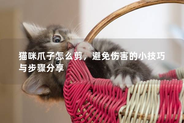 猫咪爪子怎么剪，避免伤害的小技巧与步骤分享