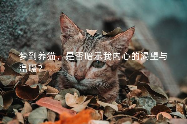 梦到养猫，是否暗示我内心的渴望与温暖？