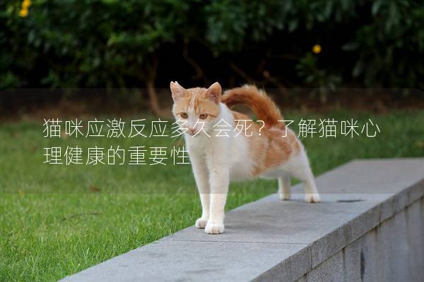 猫咪应激反应多久会死？了解猫咪心理健康的重要性