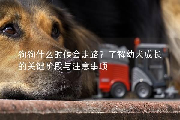 狗狗什么时候会走路？了解幼犬成长的关键阶段与注意事项