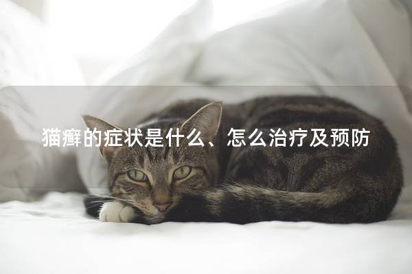 猫癣的症状是什么、怎么治疗及预防