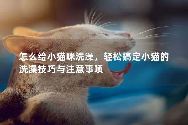 怎么给小猫咪洗澡，轻松搞定小猫的洗澡技巧与注意事项