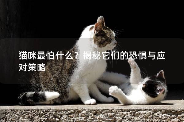 猫咪最怕什么？揭秘它们的恐惧与应对策略