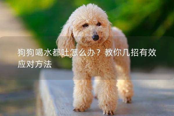 狗狗喝水都吐怎么办？教你几招有效应对方法