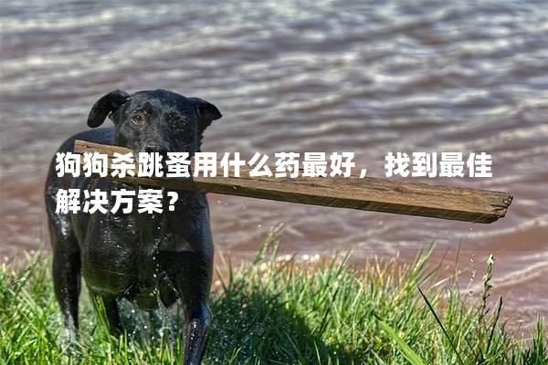 狗狗杀跳蚤用什么药最好，找到最佳解决方案？