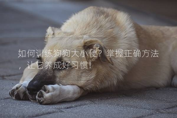 如何训练狗狗大小便？掌握正确方法，让它养成好习惯!