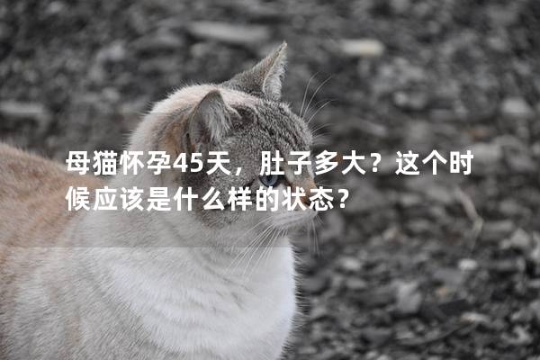 母猫怀孕45天，肚子多大？这个时候应该是什么样的状态？