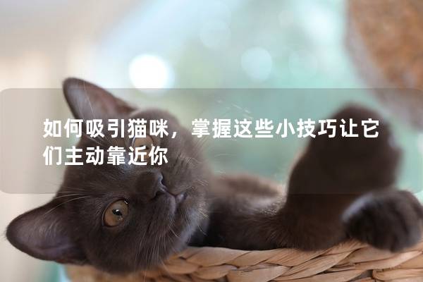 如何吸引猫咪，掌握这些小技巧让它们主动靠近你