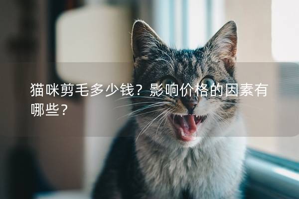 猫咪剪毛多少钱？影响价格的因素有哪些？