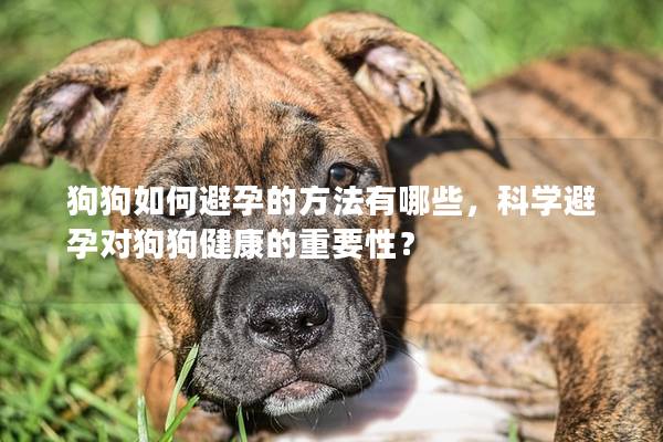 狗狗如何避孕的方法有哪些，科学避孕对狗狗健康的重要性？