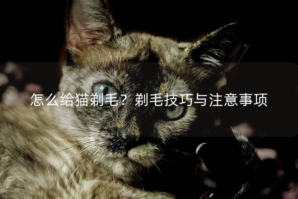 怎么给猫剃毛？剃毛技巧与注意事项