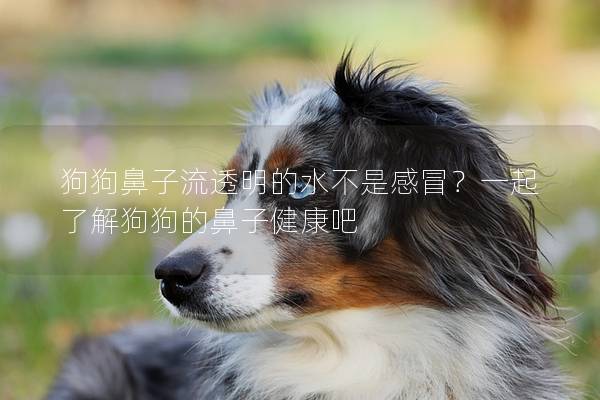 狗狗鼻子流透明的水不是感冒？一起了解狗狗的鼻子健康吧