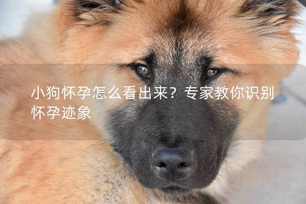 小狗怀孕怎么看出来？专家教你识别怀孕迹象