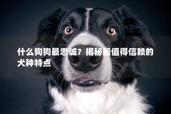 什么狗狗最忠诚？揭秘最值得信赖的犬种特点