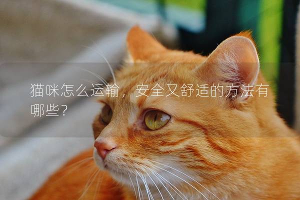 猫咪怎么运输，安全又舒适的方法有哪些？