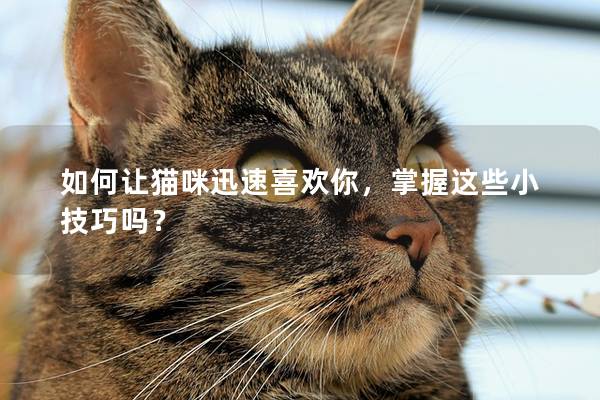 如何让猫咪迅速喜欢你，掌握这些小技巧吗？