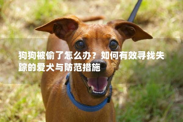 狗狗被偷了怎么办？如何有效寻找失踪的爱犬与防范措施