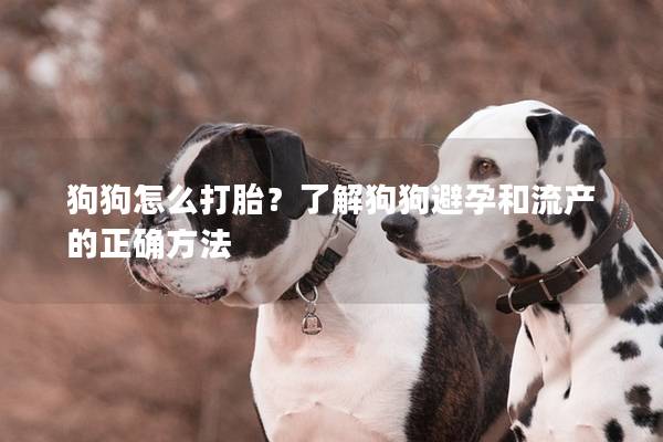 狗狗怎么打胎？了解狗狗避孕和流产的正确方法