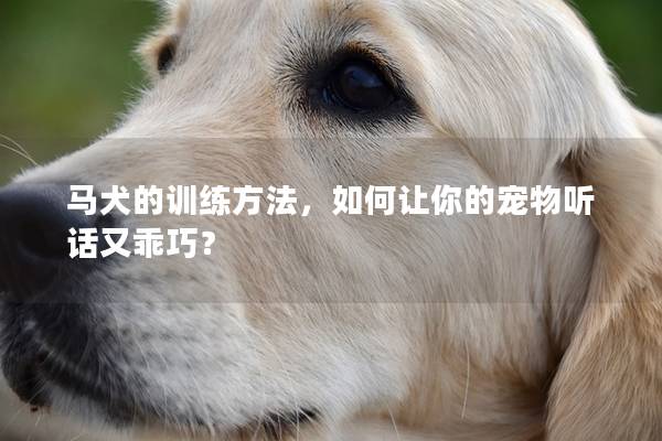 马犬的训练方法，如何让你的宠物听话又乖巧？