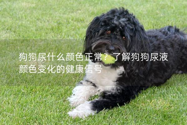 狗狗尿什么颜色正常？了解狗狗尿液颜色变化的健康信号