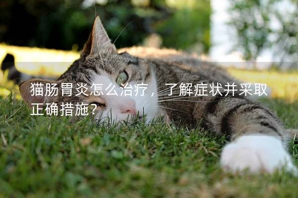 猫肠胃炎怎么治疗，了解症状并采取正确措施？