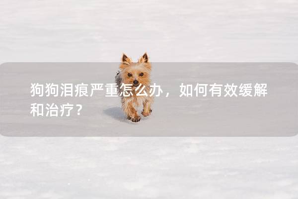 狗狗泪痕严重怎么办，如何有效缓解和治疗？