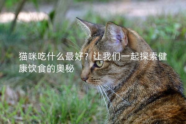 猫咪吃什么最好？让我们一起探索健康饮食的奥秘