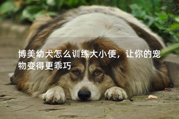 博美幼犬怎么训练大小便，让你的宠物变得更乖巧