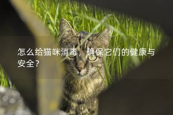 怎么给猫咪消毒，确保它们的健康与安全？