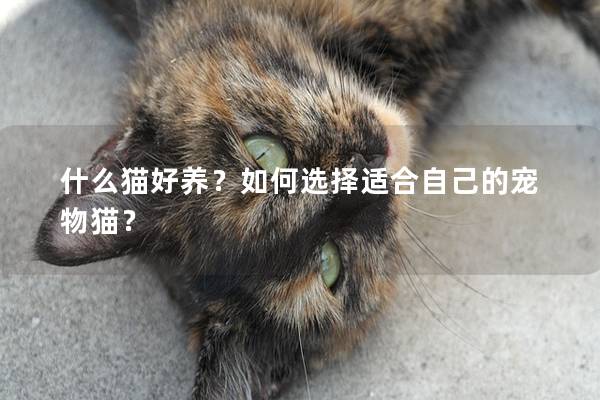 什么猫好养？如何选择适合自己的宠物猫？