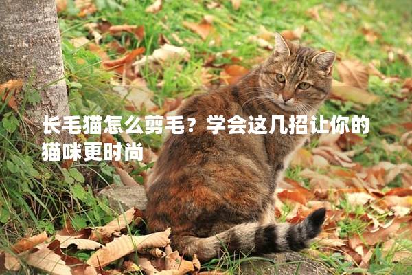 长毛猫怎么剪毛？学会这几招让你的猫咪更时尚