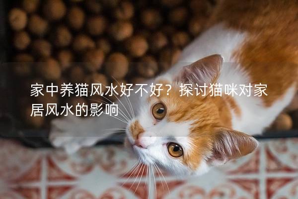 家中养猫风水好不好？探讨猫咪对家居风水的影响