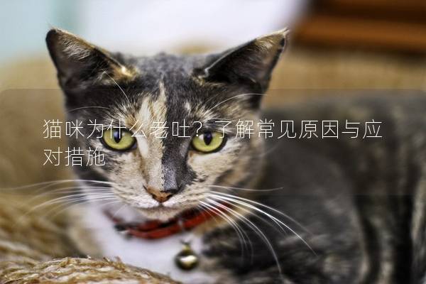 猫咪为什么老吐？了解常见原因与应对措施