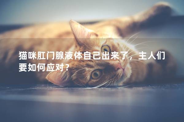 猫咪肛门腺液体自己出来了，主人们要如何应对？