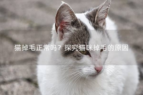 猫掉毛正常吗？探究猫咪掉毛的原因