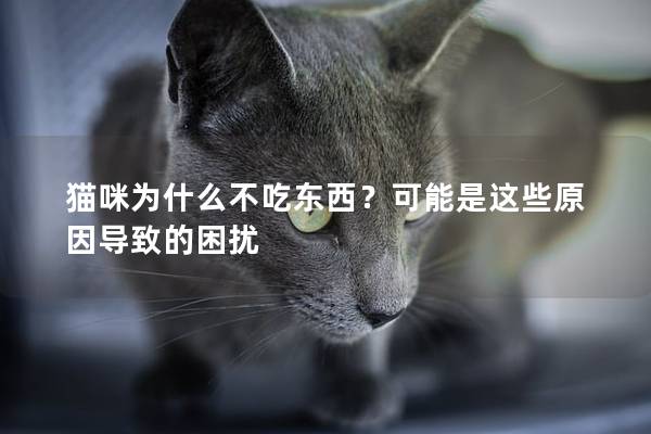 猫咪为什么不吃东西？可能是这些原因导致的困扰