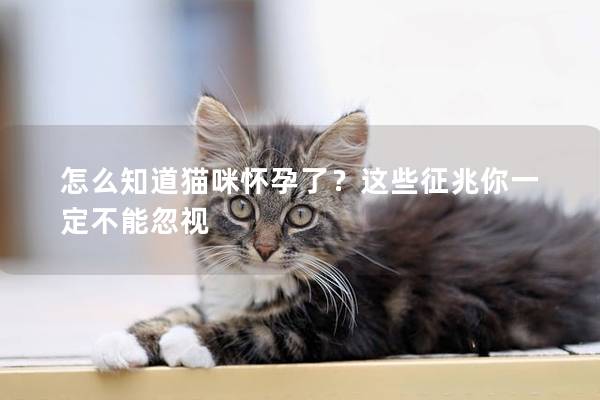 怎么知道猫咪怀孕了？这些征兆你一定不能忽视