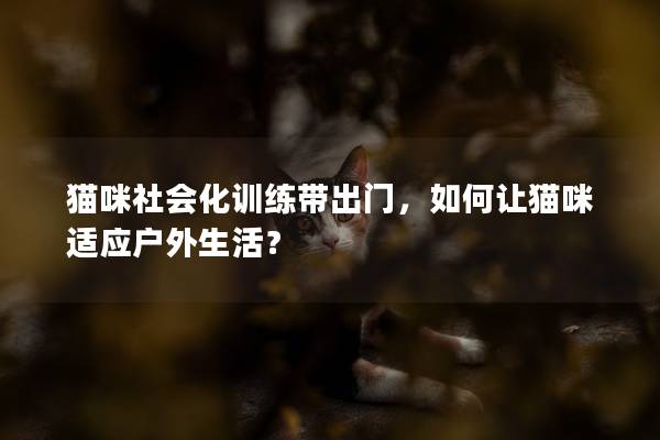 猫咪社会化训练带出门，如何让猫咪适应户外生活？