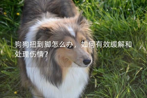 狗狗扭到脚怎么办，如何有效缓解和处理伤情？