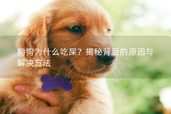 狗狗为什么吃屎？揭秘背后的原因与解决方法